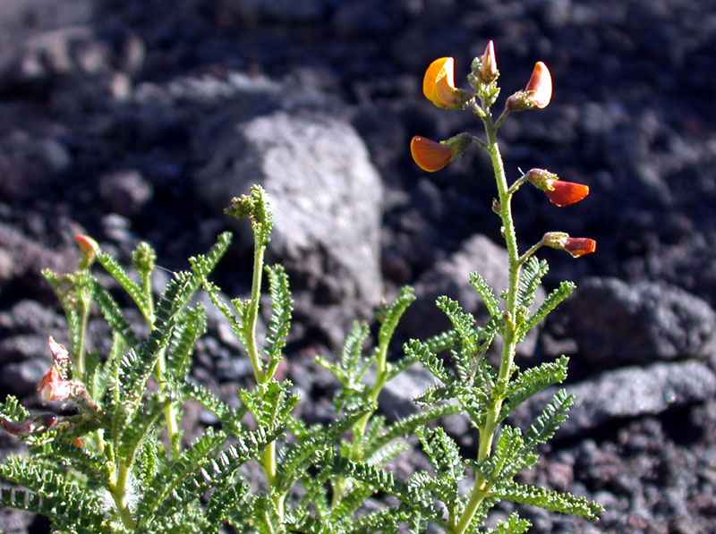 photo of Berberis ilicifolia